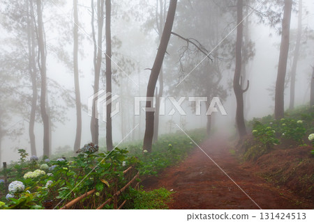 Misty morning in a pine forest in Indonesia. Blooming hortensias at highland plantation in tropical jungle creating dreamy scene. Perfect for nature travel background, tourism in mountains landscapes. 131424513