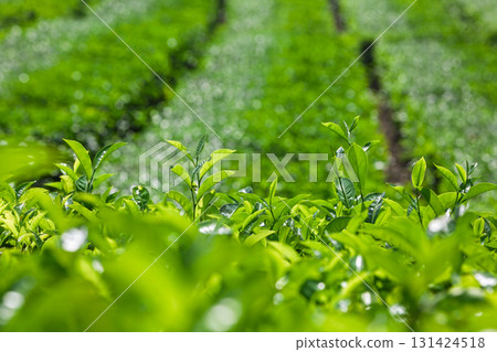 Close-up of bright green tea leaves growing in neat rows under the sun. Freshness, vitality, beauty of a tropical tea plantation, nature, agriculture, organic farming in asian mountain highlands. 131424518