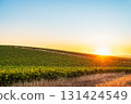 Golden sunset over vineyards in Barossa Valley wine region 131424549
