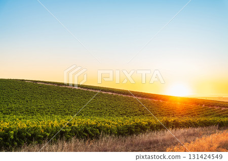 Golden sunset over vineyards in Barossa Valley wine region 131424549