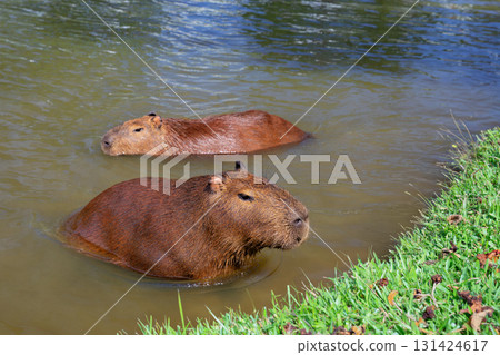 Funny capybaras having bath, relaxing in the water near a grassy lakeshore in Brazil, South America. Peaceful wildlife scene with a semi-aquatic mammal animal and largest rodent in its natural habitat Funny capybaras having bath, relaxing in the water near a grassy lakeshore in Brazil, South America. Peaceful wildlife scene with a semi-aquatic mammal animal and largest rodent in its natural habitat 131424617