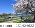 Izumoji Bridge and cherry blossoms in full bloom over the Kamo River in Kyoto City in April 131424622