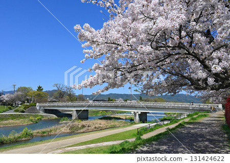 四月,京都市鴨川上的出雲地大橋和盛開的櫻花 四月,京都市鴨川上的出雲地大橋和盛開的櫻花 131424622