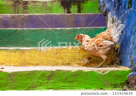 Chicken with chick walking on brightly painted rainbow stairs in Kampung Warna Warni, Malang, Java, Indonesia. Rural charm, cultural color, and parenthood symbol in one vivid travel photo 131424634