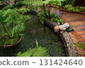 Curious blond boy leaning over edge of a stone koi pond with coins on the bottom inside a lush indoor botanical garden. Surrounded by tropical plants, he observes colorful fish swimming in clear water 131424640