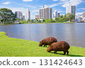 Group of capybaras grazing on green grass by lake with streets buildings in background. This striking contrast between wildlife and cityscape illustrates peaceful urban coexistence and Brazil cities 131424643
