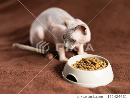 Portrait of sphinx cat with bowl of food 131424681