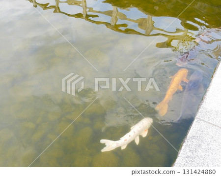 魚池04 魚池04 131424880