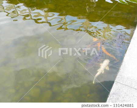 魚池05 131424881