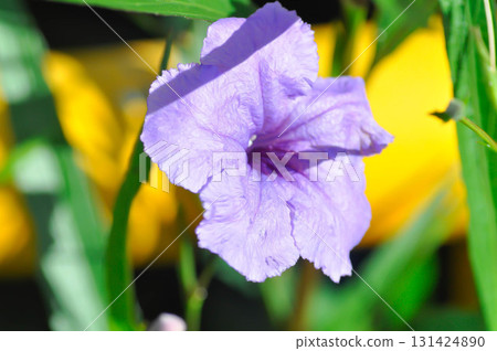 Hygrophila erecta, Purple petunia or Wild Petunia or Waterkanon, Watrakanu or Minnieroot or Iron root or purple flower Hygrophila erecta, Purple petunia or Wild Petunia or Waterkanon, Watrakanu or Minnieroot or Iron root or purple flower 131424890