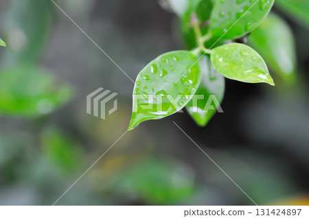 banyan tree or Ficus annulata or ficus bengalensis and rain droplet 131424897