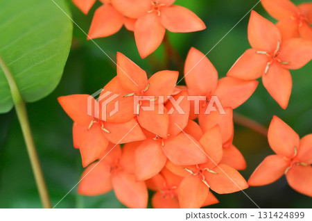 Ixora chinensis Lamk, Ixora spp or Zephyranthes or West Indian Jasmine and orange flower 131424899