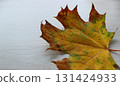 A close up panoramic image of a fallen autumn leaf with splashes of yellow and brown copy space 131424933