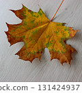 Square stock photo of colorful autumn maple leaf on a wooden surface 131424937