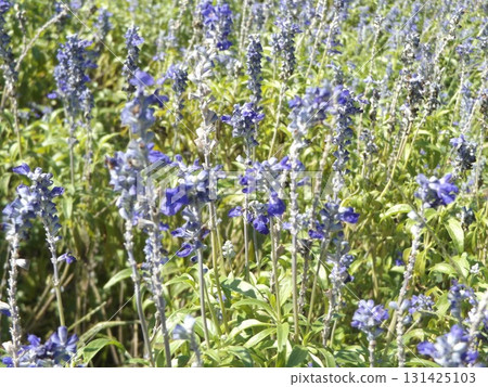 Blue flowers are flowers of blue salvia 131425103