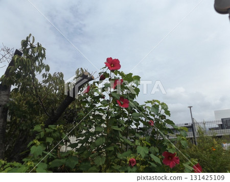 美國粉紅色的花 美國粉紅色的花 131425109