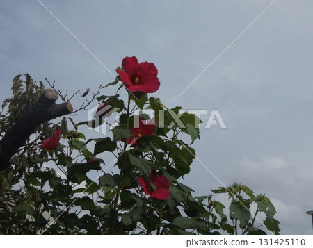 美國粉紅色的花 131425110