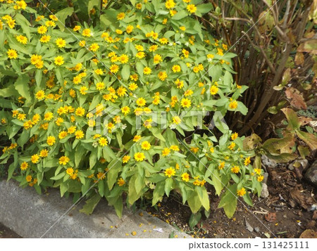 可愛的小黃花是Melanpodium花。 可愛的小黃花是Melanpodium花。 131425111