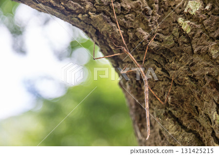 Stick insects discovered in Taiwan's mountains 131425215
