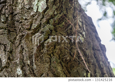 在台灣山林中發現竹節蟲 131425216