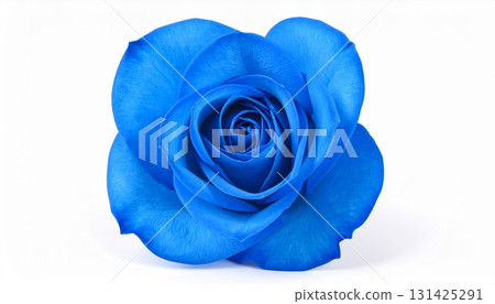 Blue rose 131425291