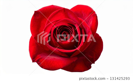 紅玫瑰 131425293