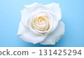 白玫瑰 131425294