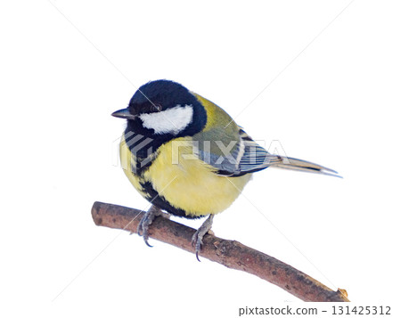 great tit isolated perched on perch on transparent background. Parus major Great Tit sitting on bare branch and looking away, clipping path. Cute bird Great tit, songbird on branch without leaves great tit isolated perched on perch on transparent background. Parus major Great Tit sitting on bare branch and looking away, clipping path. Cute bird Great tit, songbird on branch without leaves 131425312