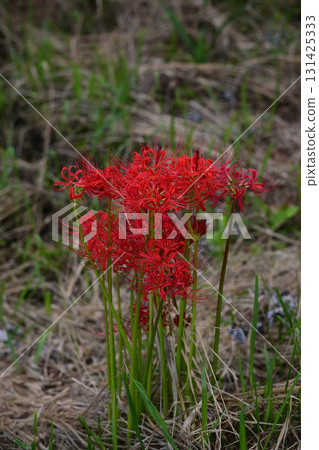 Cluster amaryllis 131425333