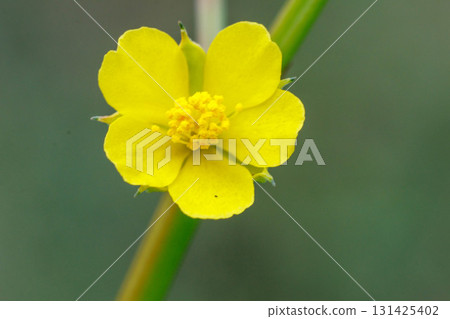 可愛的黃色 molokheiya 131425402