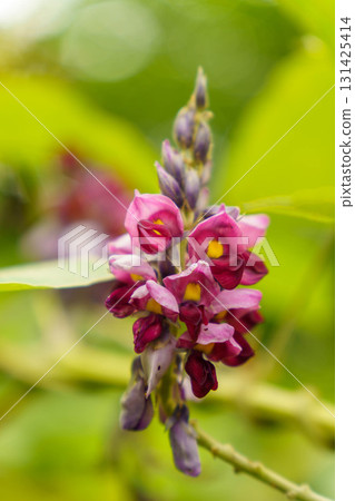 Kudzu, which blooms bewitching red flowers 131425414