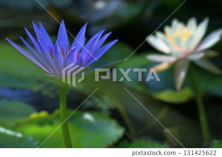 Cool blue water lilies (Mihara Village, Kochi Prefecture) Cool blue water lilies (Mihara Village, Kochi Prefecture) 131425622