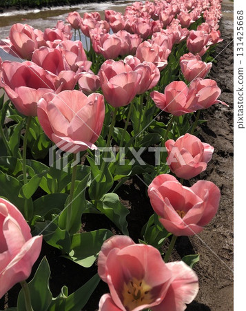 ~Tulip~ ◦ ◦ ◦ ◦ Pink tulips ◦ ◦ ◦ ◦ 131425668