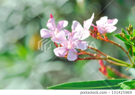 Nerium oleander, APOCYNACEAE or APOCYNOIDEAE or Nerium indicum Mill or Nerium odorum Aiton or Nerium oleander L or Oleander or Rose Bay or Sweet Oleander 131425969
