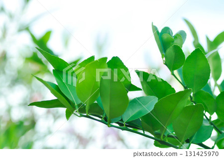 Kaffir lime plant or RUTACEAE, Citrus hystrix DC or Kaffir lime or Leech lime or Mauritius papeda Kaffir lime plant or RUTACEAE, Citrus hystrix DC or Kaffir lime or Leech lime or Mauritius papeda 131425970