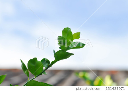 Kaffir lime plant or RUTACEAE, Citrus hystrix DC or Kaffir lime or Leech lime or Mauritius papeda Kaffir lime plant or RUTACEAE, Citrus hystrix DC or Kaffir lime or Leech lime or Mauritius papeda 131425971