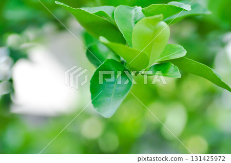 Kaffir lime plant or RUTACEAE, Citrus hystrix DC or Kaffir lime or Leech lime or Mauritius papeda Kaffir lime plant or RUTACEAE, Citrus hystrix DC or Kaffir lime or Leech lime or Mauritius papeda 131425972