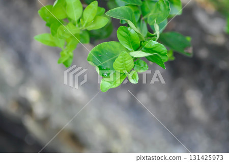 Kaffir lime plant or RUTACEAE, Citrus hystrix DC or Kaffir lime or Leech lime or Mauritius papeda Kaffir lime plant or RUTACEAE, Citrus hystrix DC or Kaffir lime or Leech lime or Mauritius papeda 131425973