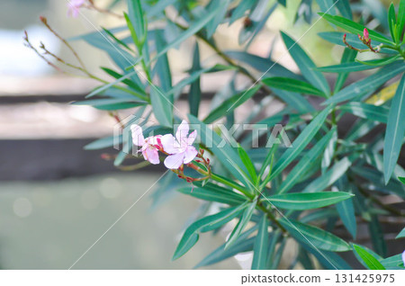 Nerium oleander, APOCYNACEAE or APOCYNOIDEAE or Nerium indicum Mill or Nerium odorum Aiton or Nerium oleander L or Oleander or Rose Bay or Sweet Oleander Nerium oleander, APOCYNACEAE or APOCYNOIDEAE or Nerium indicum Mill or Nerium odorum Aiton or Nerium oleander L or Oleander or Rose Bay or Sweet Oleander 131425975