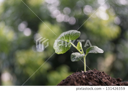 Big leaf macro texture focus of small pumpkin sprout 131426359