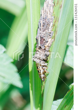 Bagworm larvae preparing to pupate 131426431