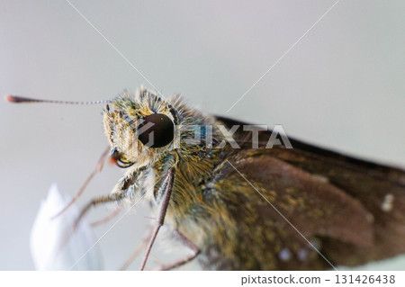 吮吸花蜜的Ichimonjisetsuseri 131426438