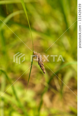 準備化蛹的蓑蛾幼蟲 131426439