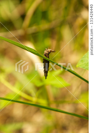 Bagworm larvae preparing to pupate 131426440