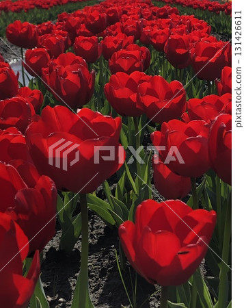 紅色鬱金香・・・⚘・紅色鬱金香・⚘・・・ 紅色鬱金香・・・⚘・紅色鬱金香・⚘・・・ 131426611