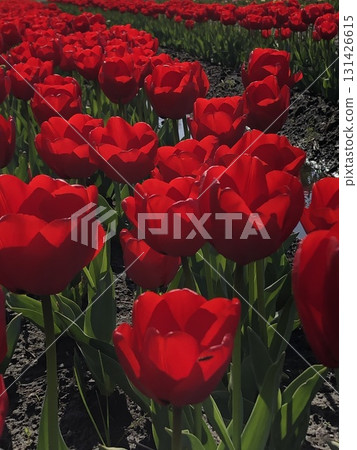 Red tulips・・・⚘・red tulips・⚘・・・ 131426615