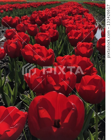 紅色鬱金香・・・⚘・紅色鬱金香・⚘・・・ 紅色鬱金香・・・⚘・紅色鬱金香・⚘・・・ 131426617