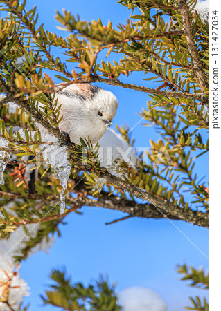 長尾山雀的蓬鬆冬季外觀和藍天 長尾山雀的蓬鬆冬季外觀和藍天 131427034