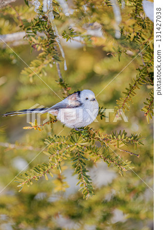 The expression of a long-tailed tit surrounded by ice and greenery The expression of a long-tailed tit surrounded by ice and greenery 131427038