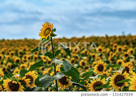 A huge cluster of sunflowers shining against the summer sky (Memanbetsu Airport, Hokkaido) A huge cluster of sunflowers shining against the summer sky (Memanbetsu Airport, Hokkaido) 131427039